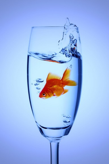 fish in glass