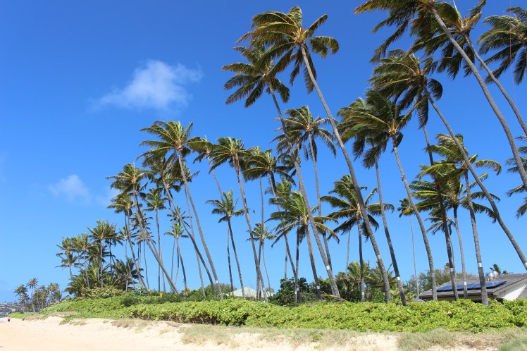 Fun fact: Property owners with coconut-laden palm trees pay $75-$150 per tree for the removal of coconuts lest they are held liable for a coconut-induced injury or death. Paradise is expensive.